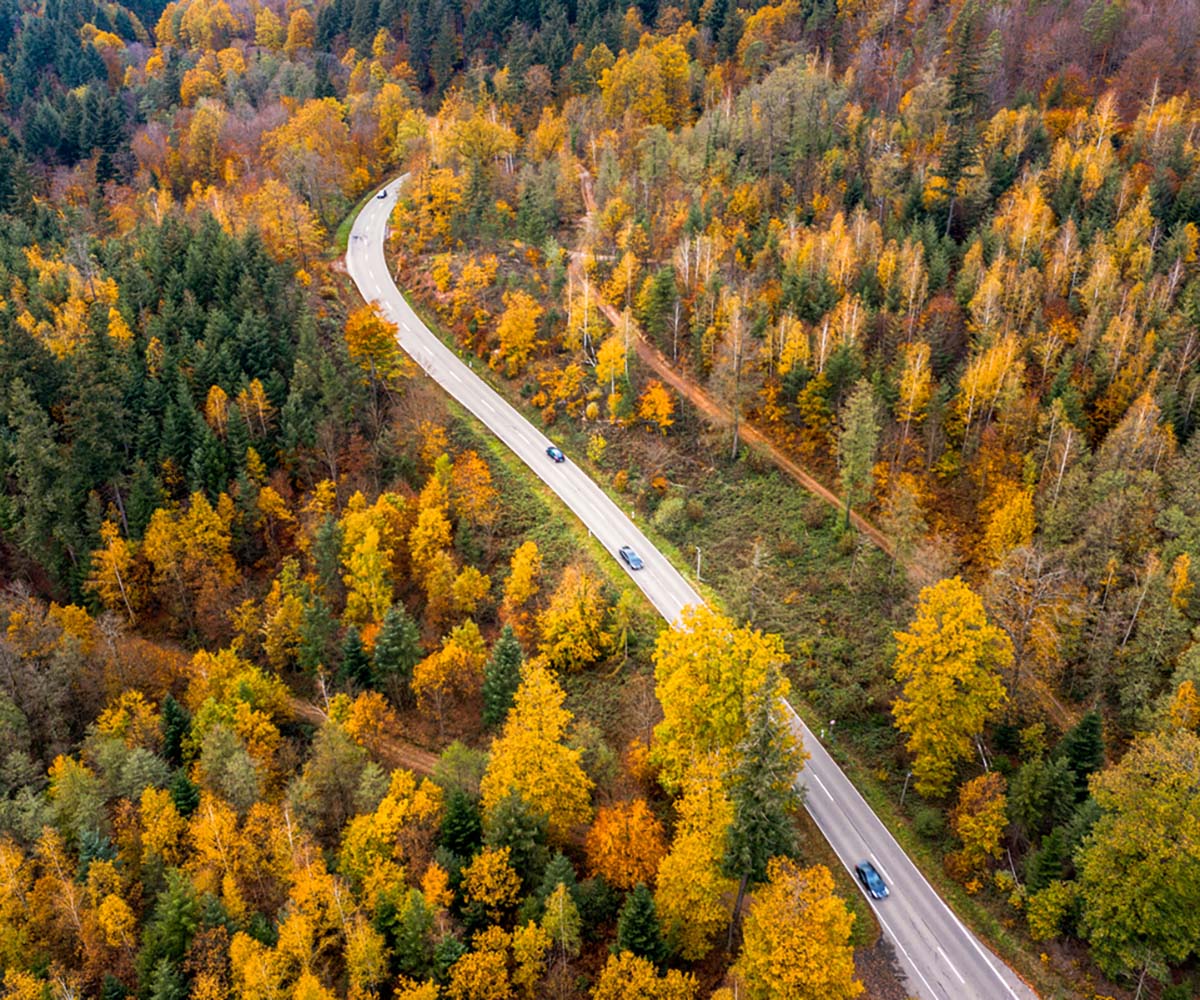 Image showing a road weaving through an autumnal forest with some of the green foiliage turning yellow and orange.